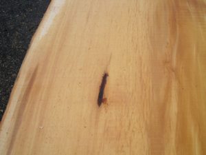 Huon Pine