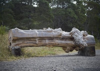 Huon pine logs for sale