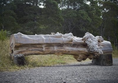 Log 20 Gnarled Dinosaur