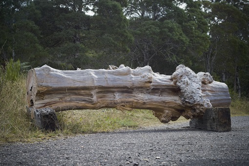 Log 20 Gnarled Dinosaur