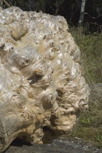 Huon pine logs for sale