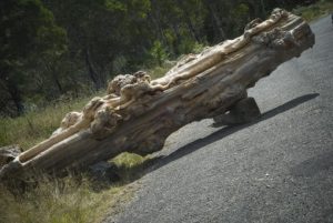 Huon Pine for Sale