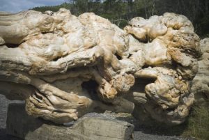 Huon Pine for Sale