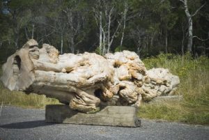 Huon Pine for Sale