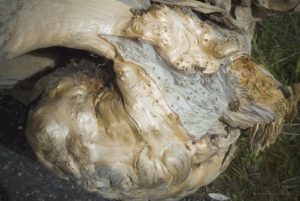 Huon Pine for Sale