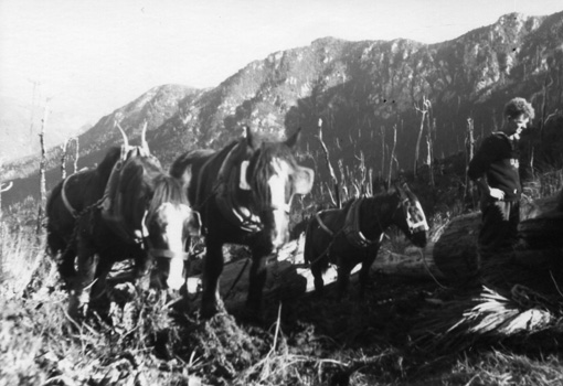 Photo from Bradshaw Family Collection